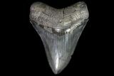 Glossy, Serrated, Fossil Megalodon Tooth - Georgia #74610-2